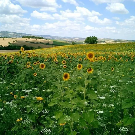 Tatil Evi Il Casale Dorato *